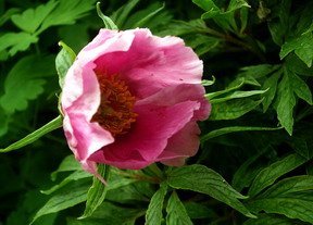 Paeonia anomala var veitchii - Låg babyrosa pion