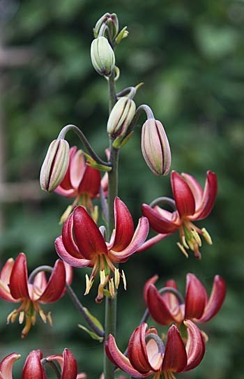 Lilium martagon - Asiatisk krollilja