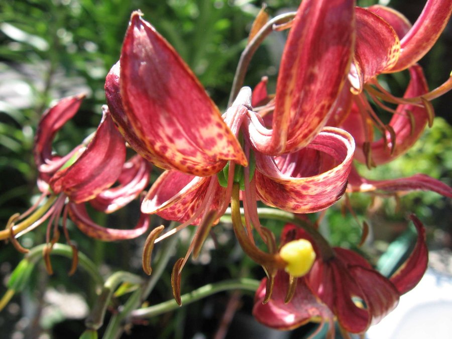 Lilium martagon - Krollilja - Röd med prickar - OVANLIG!