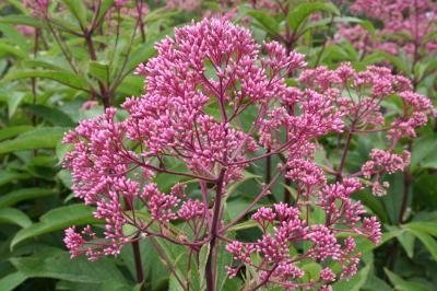 Eupatorium maculatum 'Gateway' - Rosenflockel - LÅG SORT!!!