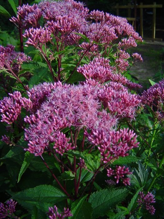 Eupatorium maculatum 'Purple Bush' - Rosenflockel