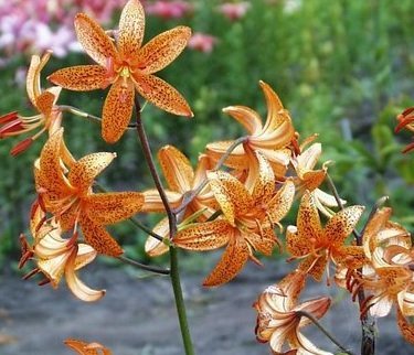 Lilium martagon 'Nepera' - Krollilja