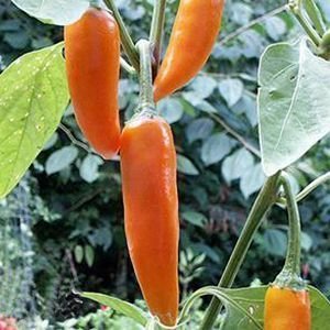 Capsicum 'Tequila Sunrise' -Paprika som liknar en morot :-)