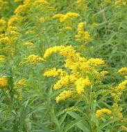 Solidago 'Citronella' - Gullris