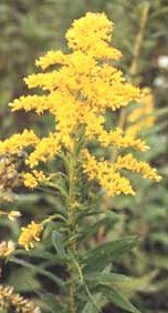 Solidago canadensis 'Baby Gold' - Litet gullris