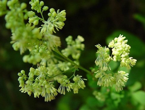 Thalictrum minus - Stor kustruta