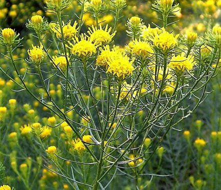 Aster linosyris - Gulborste