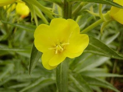 Oenothera sp - Högt solgult nattljus