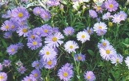 Aster alpinus - Alpaster