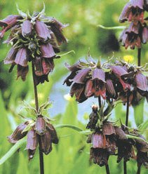 Penstemon whippleanus 'Chocolate Drop' - Dysterpenstemon