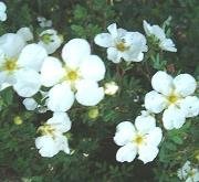 Potentilla 'Alba' - Vit fingerört