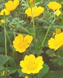 Potentilla megalantha - Storblommig fingerört