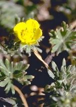 Potentilla calabra - Fingerört