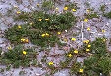 Potentilla apennina - Fingerört