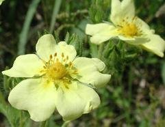 Potentilla recta warrenii - Styv fingerört