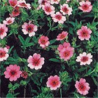 Potentilla nepalensis 'Shogran' - Indisk fingerört