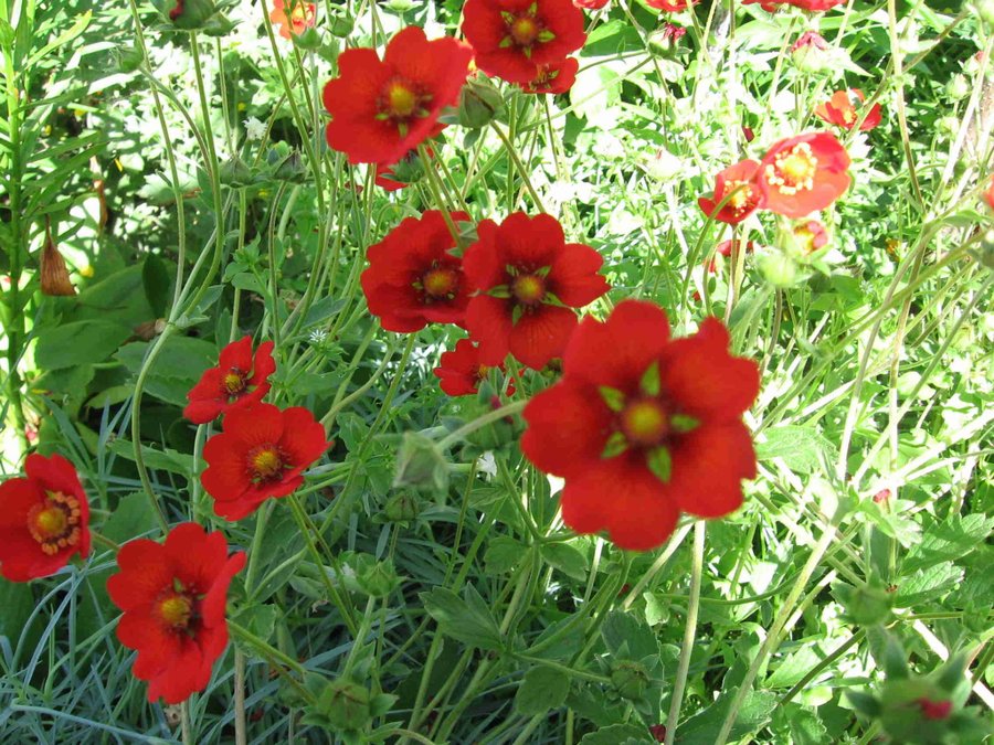 Potentilla sp - Fingerört - jordgubbsröd/silverfärgade blad