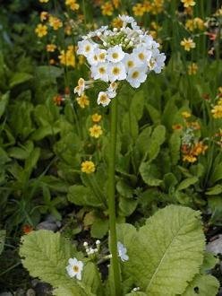 Primula japonica 'Postford White' - Japansk viva