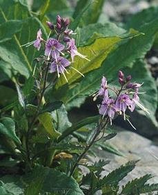 Pseudolysimachion schmidtianum ssp - Japansk veronika