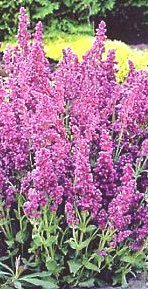 Salvia nemorosa 'Rosenwein' - Stäppsalvia