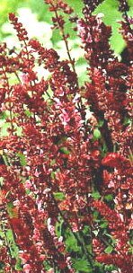 Salvia nemorosa superba 'Rosa königin' - Stäppsalvia