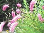 Sanguisorba obtusa - Rosenpimpinell