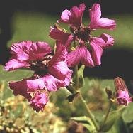 Silene elisabethae - Tyrolerblära