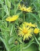 Inula helenium sp - Ålandsrot men denna blir 3-35 meter !!