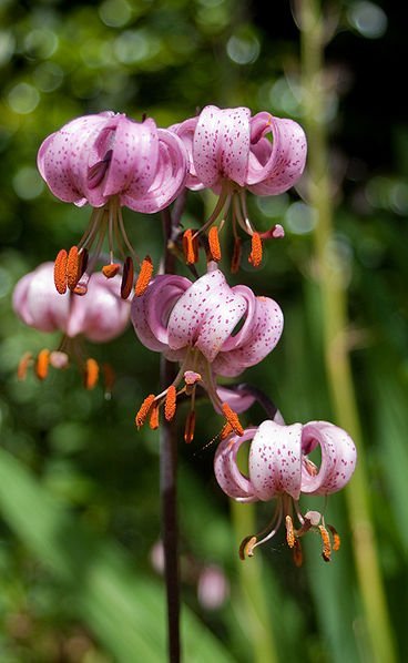 Lilium martagon - Krollilja