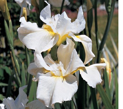 Iris sibirica mix - Strandiris