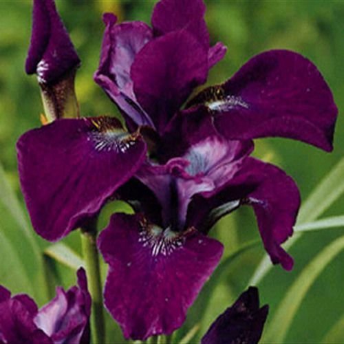 Iris sibirica mix - Strandiris