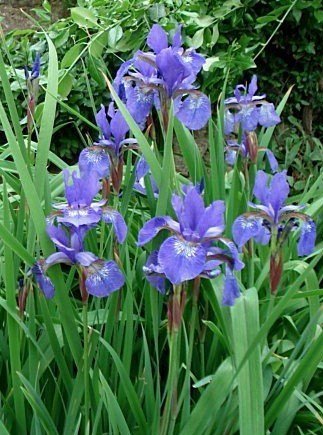 Iris sibirica mix - Strandiris