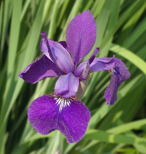 Iris sibirica mix - Strandiris