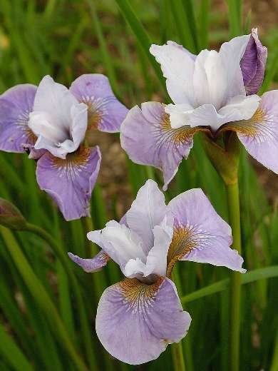 Iris sibirica mix - Strandiris