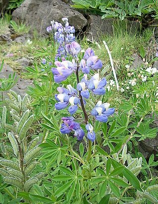 Lupinus nootkatensis - Sandlupin