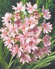 Lychnis chalcedonica carnea - Rosa Studentnejlika