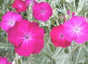 Lychnis coronaria - Purpurklätt