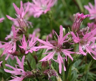 Lychnis flos-cuculi 'Nana' - Litet Gökblomster