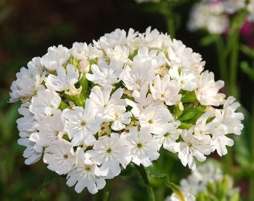 Lychnis chalcedonica 'Alba' - Vit Studentnejlika