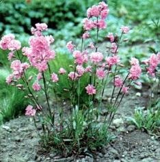 Lychnis viscaria splendens 'Feuer' - Tjärblomster