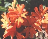 Lychnis x arkwrightii 'Orange Zwerg' - Orange Praktklätt