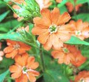 Lychnis wilfordii - Orange Klätt