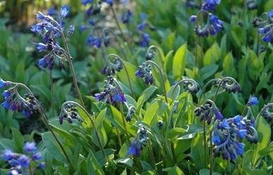 Mertensia primuloides - Klippfjärva