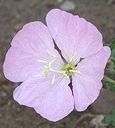 Oenothera tetraptera - Nattljus