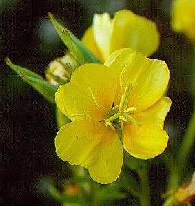 Oenothera biennis - Nattljus