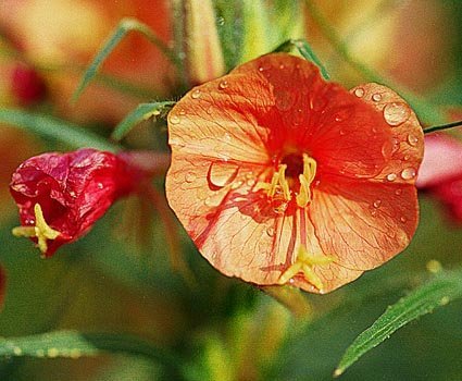 Oenothera versicolor 'Sunset Boulevard' - Nattljus