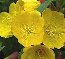 Oenothera tetragona var Riparia - Gullnattljus