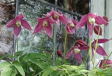 Clematis alpina 'Ruby' - Alpklematis