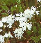 Dianthus arenarius ssp Arenarius - Sandnejlika