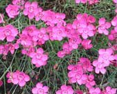 Dianthus deltoides - Backnejlika